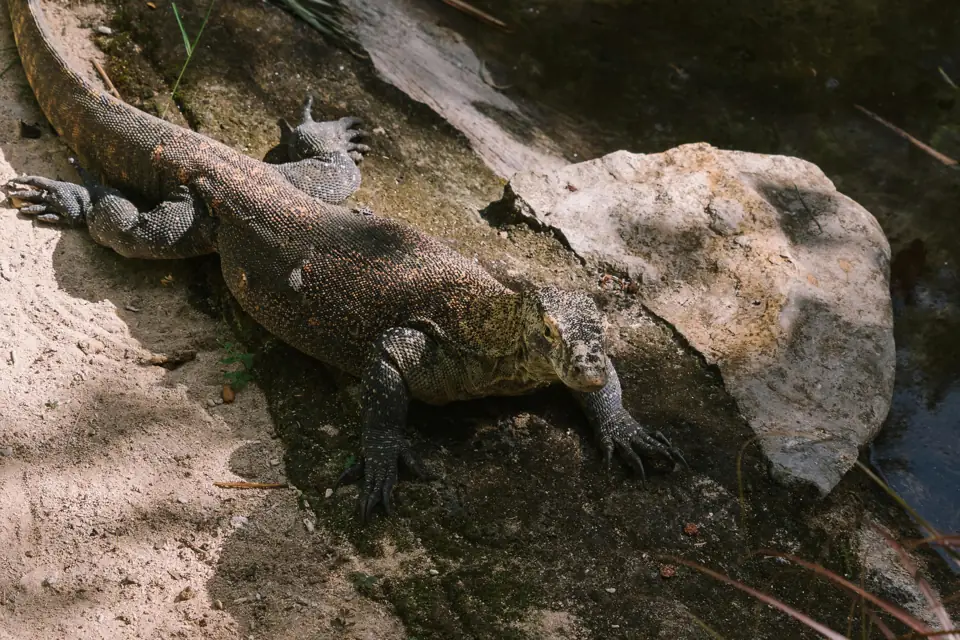 Komodo Ejderi Komodo Ejderinin Gelecegi