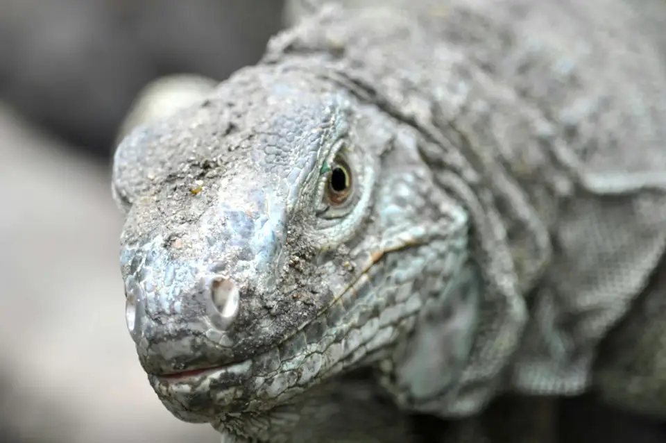 Komodo Ejderi Komodo Ejderinin Tarihi