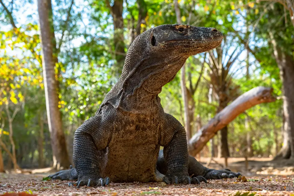 Komodo Ejderi - Öne Çıkarılan Resim