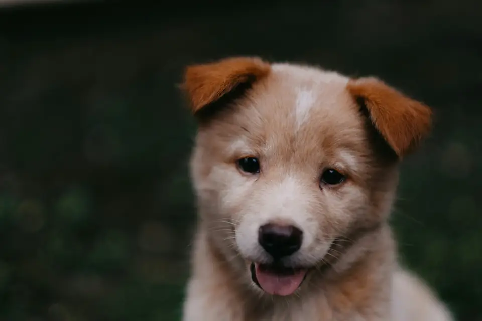 Köpeğiniz Sizi Seviyor Mu - Öne Çıkarılan Görsel