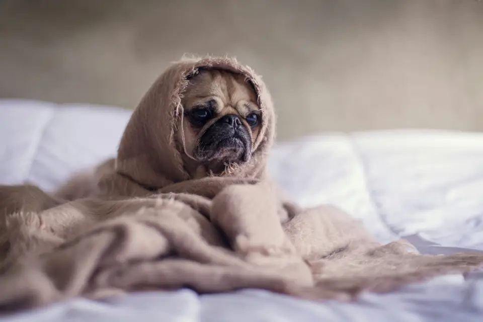 Köpeklerde Yaygın Sağlık Sorunları - Öne Çıkarılan Görsel