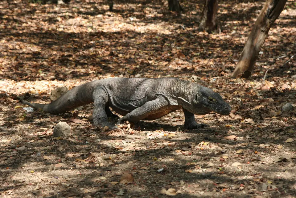 Olaganustu Yetenek ve Ozelliklere Sahip Hayvanlar Komodo Ejderi