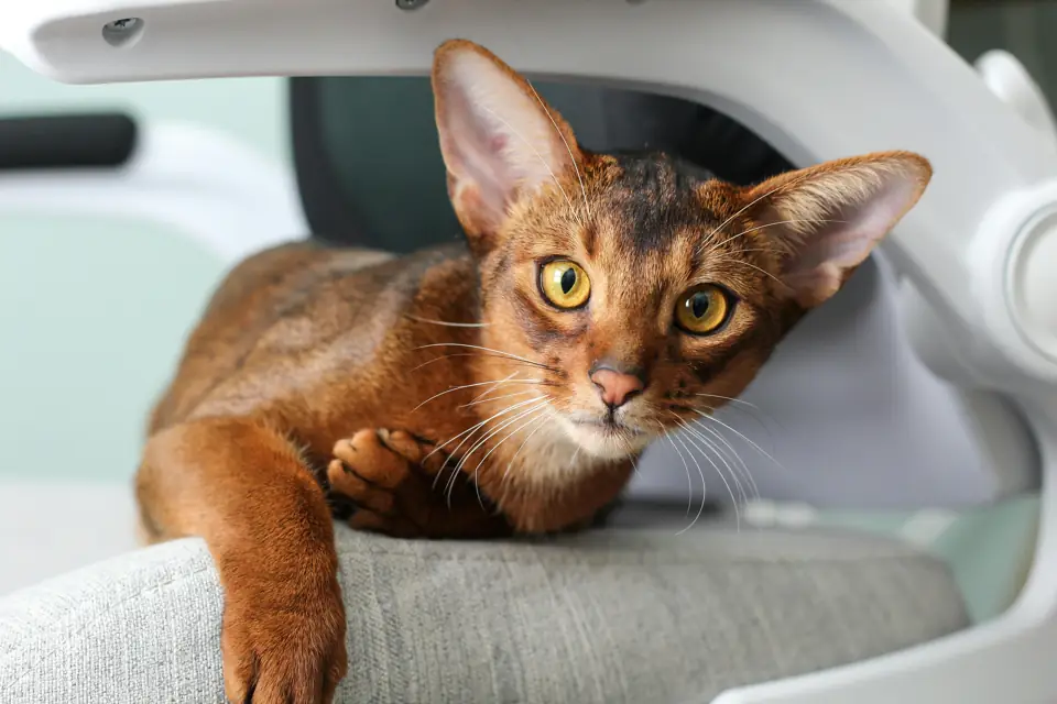 Oyuncu Kedi Cinsleri Abyssinian Kedisi