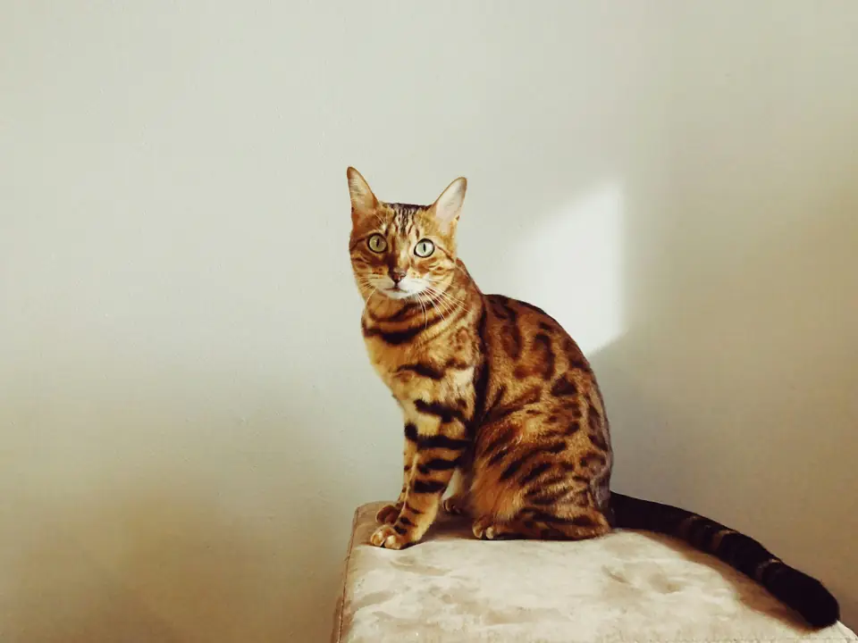 Oyuncu Kedi Cinsleri Bengal Kedisi