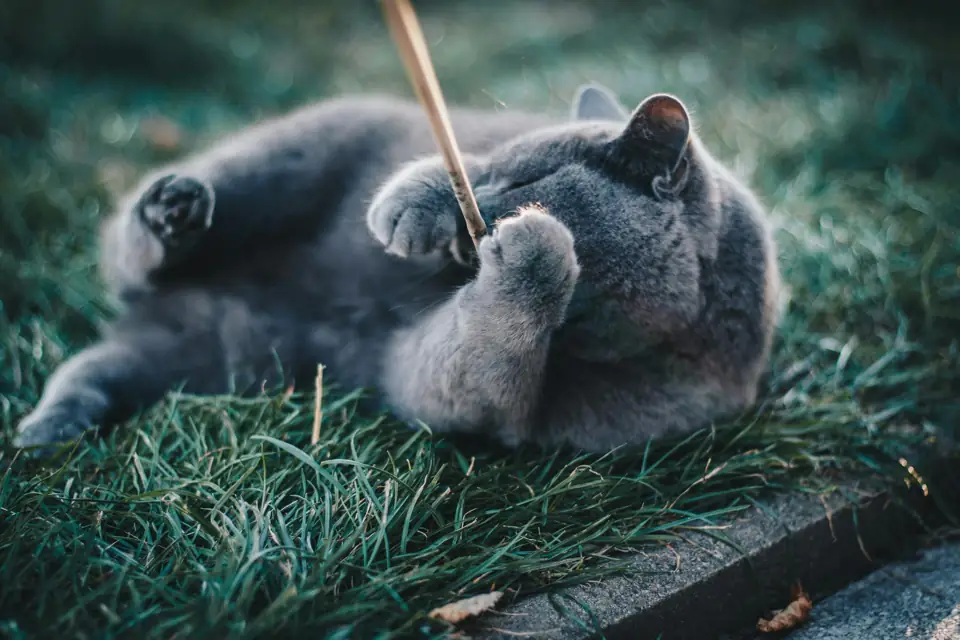 Oyuncu Kedi Cinsleri - Öne Çıkarılan Görsel