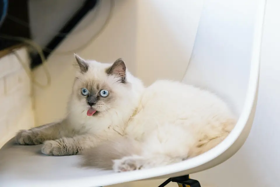 Oyuncu Kedi Cinsleri Ragdoll Kedisi