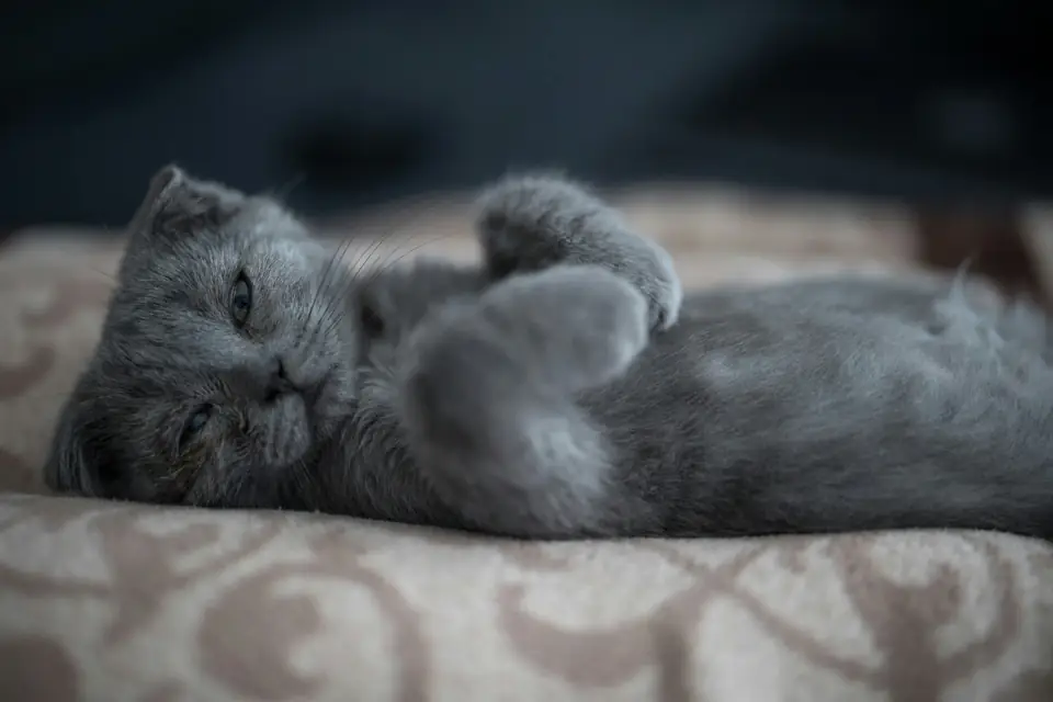 Oyuncu Kedi Cinsleri Scottish Fold