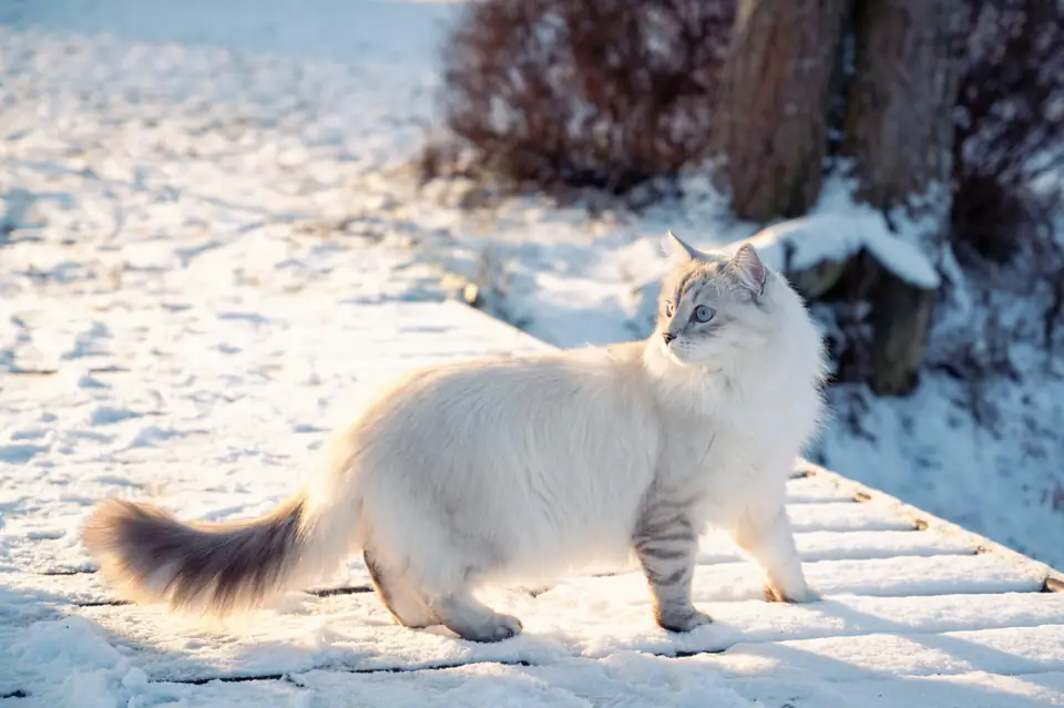 Oyuncu Kedi Cinsleri Sibirya Kedisi