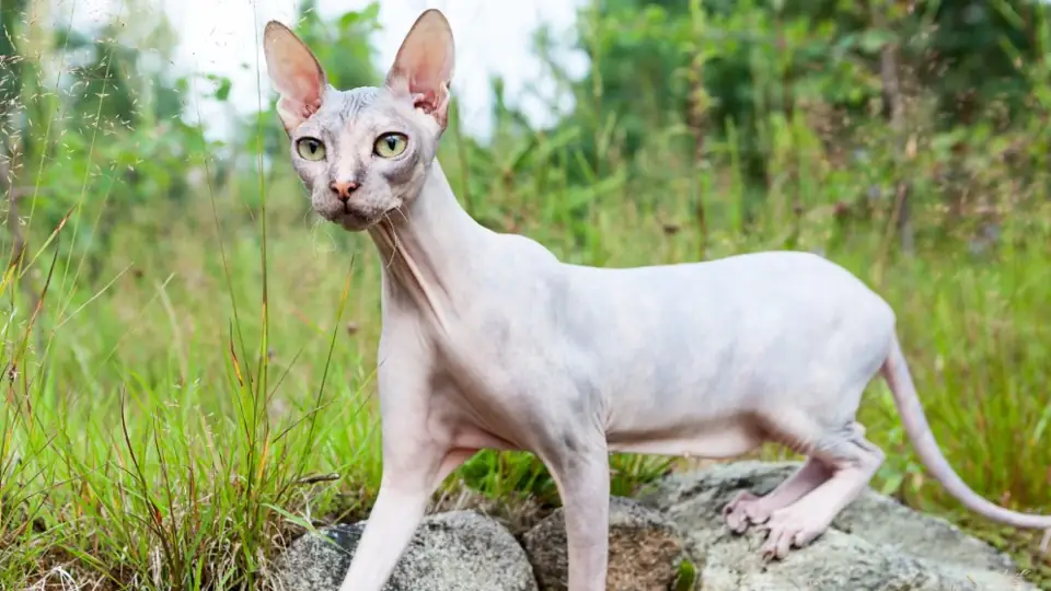 Tuysuz Kedi Cinsleri Donskoy Kedisi