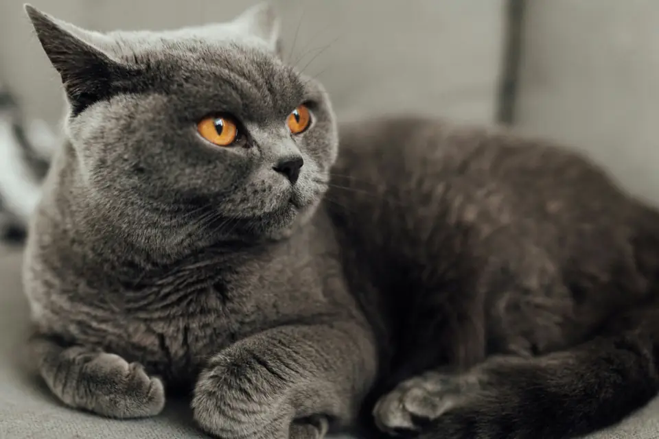 Uysal Kedi Irkları - British Shorthair