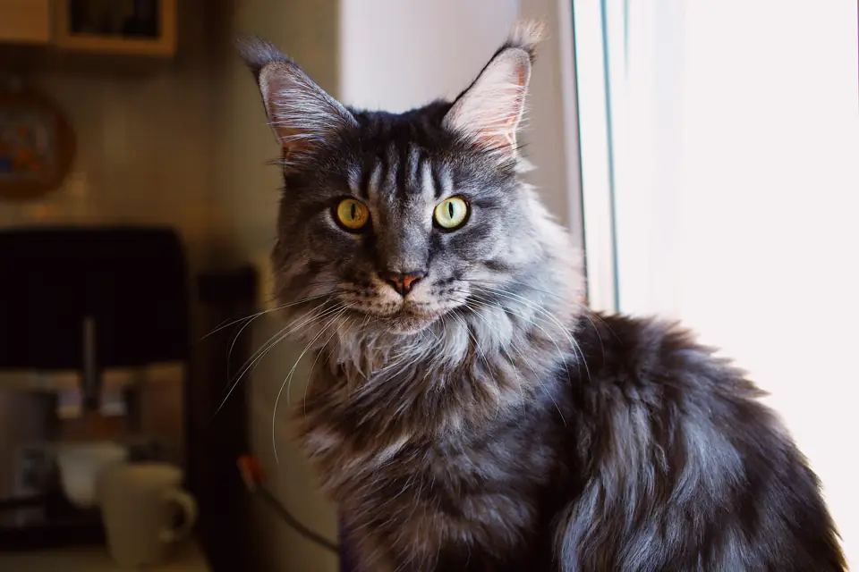 Uysal Kedi Irkları - Maine Coon