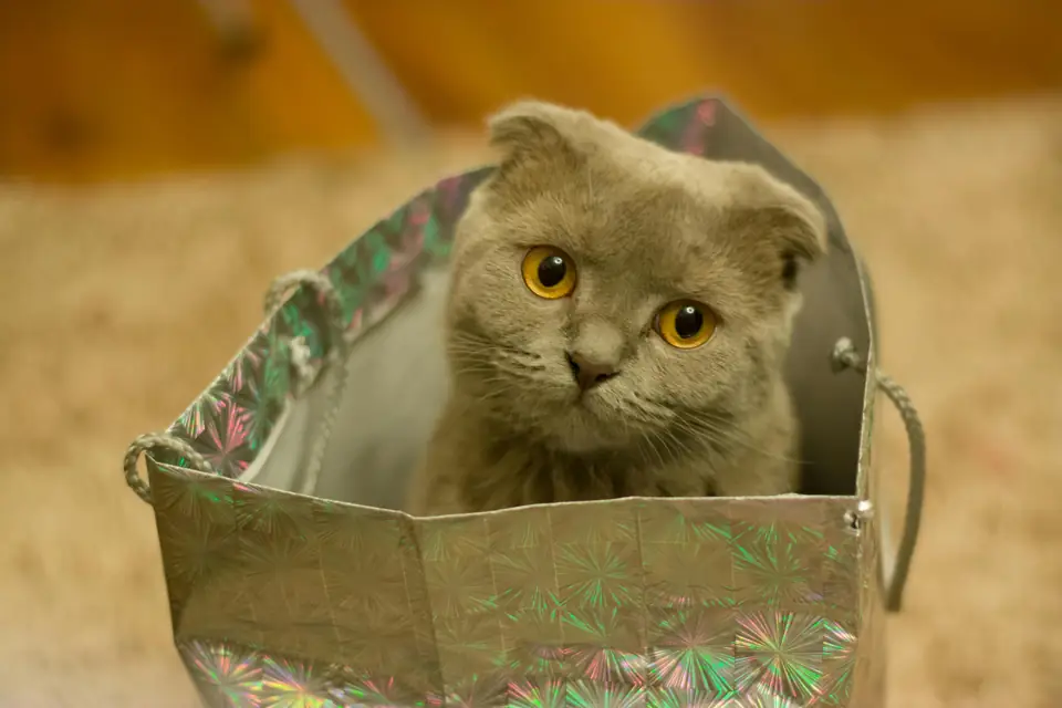 Uysal Kedi Irkları - Scottish Fold