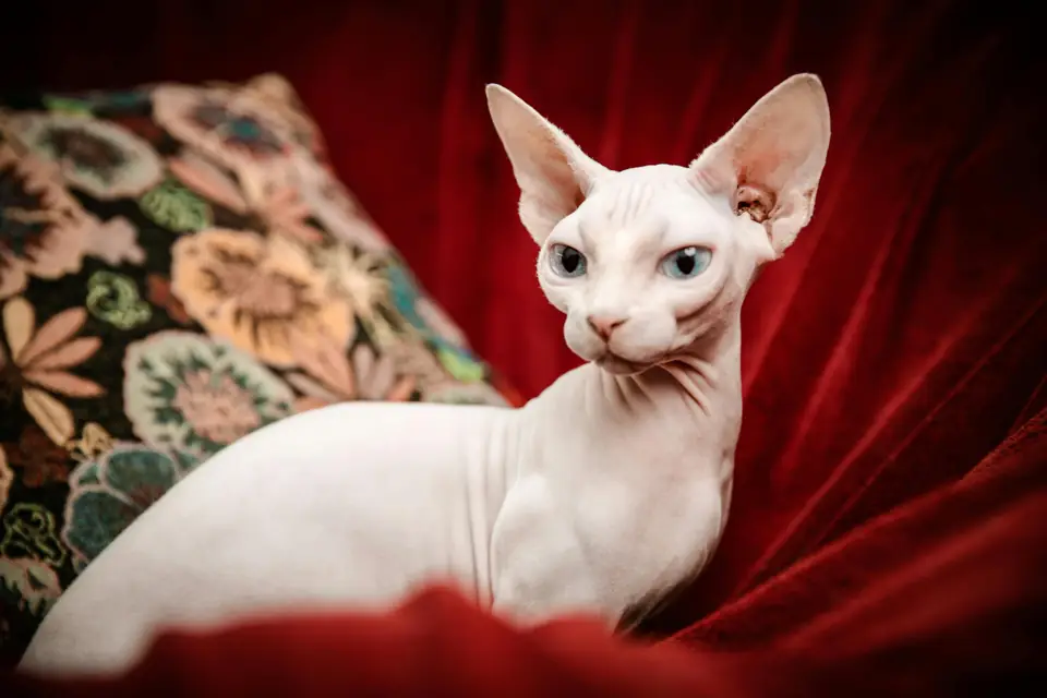 Uysal Kedi Irkları - Sphynx