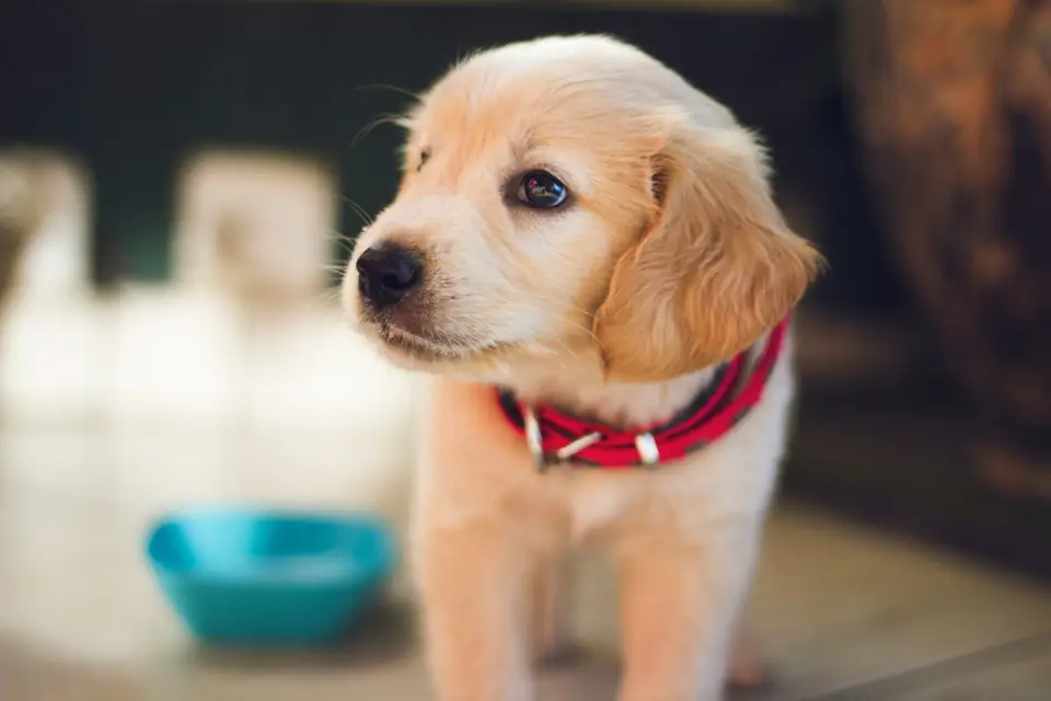 Yavru Köpek Bakımı - Öne Çıkarılan Görsel