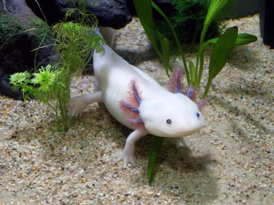 Axolotl 10 Amfibi Turu