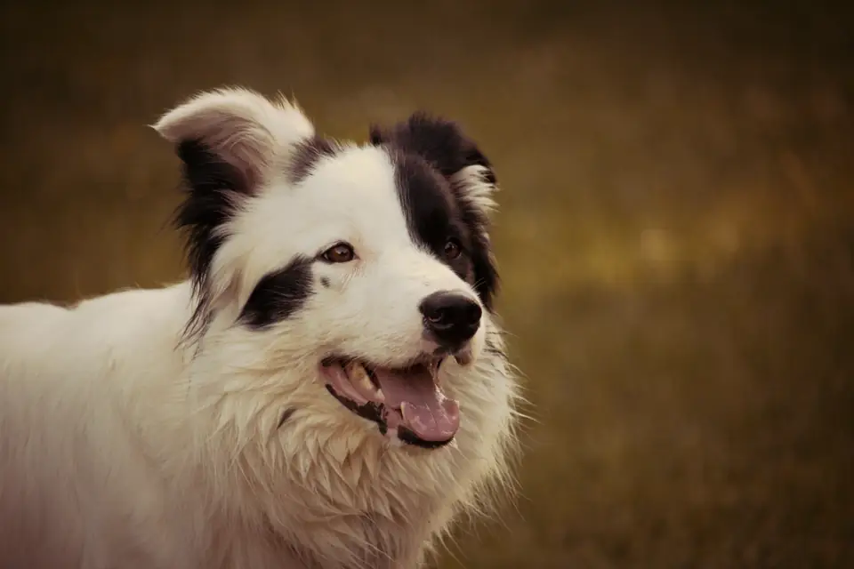 Border Collie En Zeki Kopek Irki