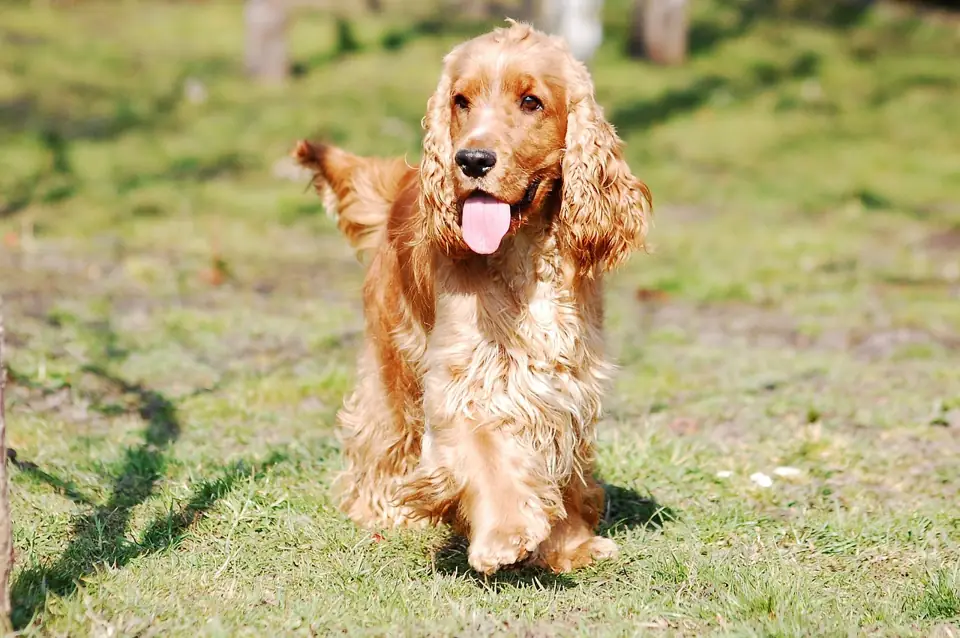 Cocker Spaniel En Zeki Kopek Irki