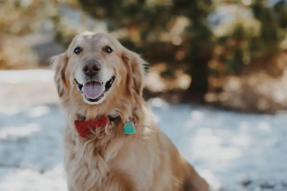 Golden Retriever En Zeki Kopek Irki