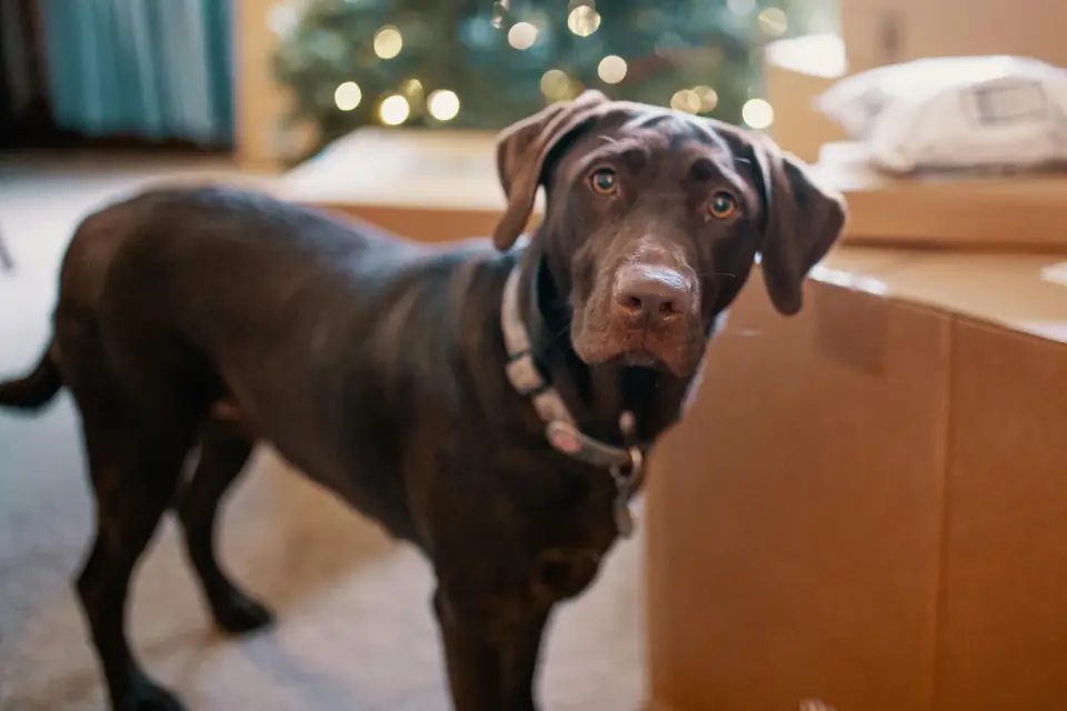 Labrador Retriever En Zeki Kopek Irki