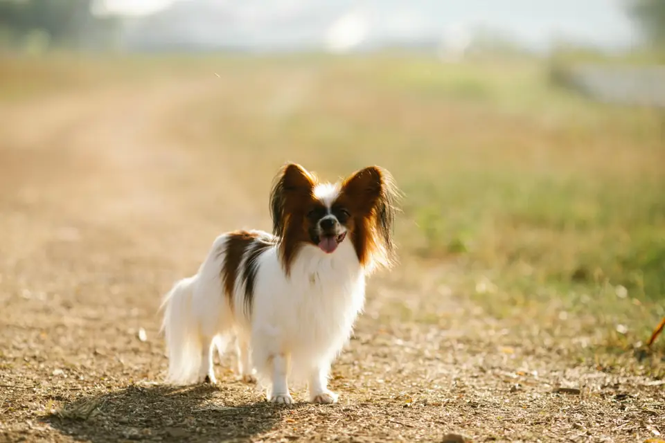 Papillon En Zeki Kopek Irki