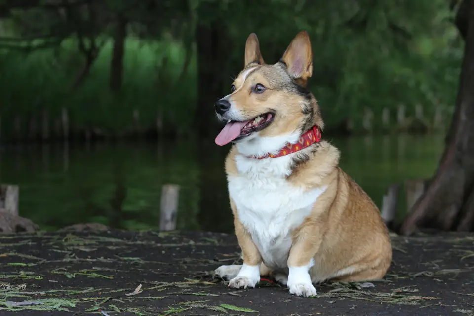 Pembroke Welsh Corgi En Zeki Kopek Irki