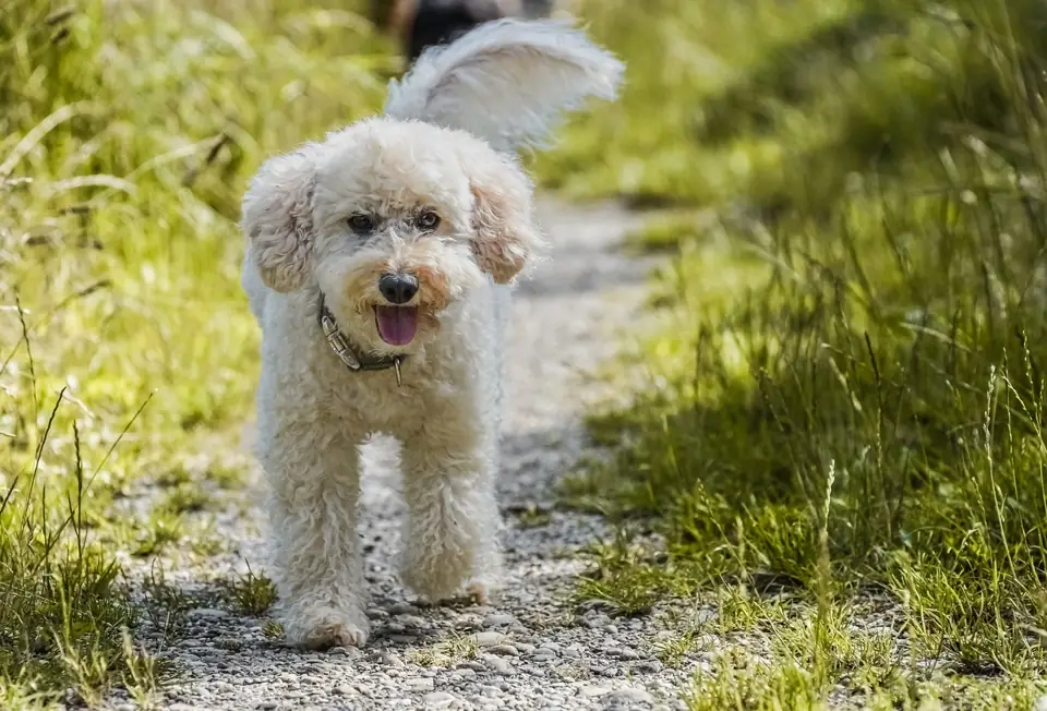 Poodle En Zeki Kopek Irki