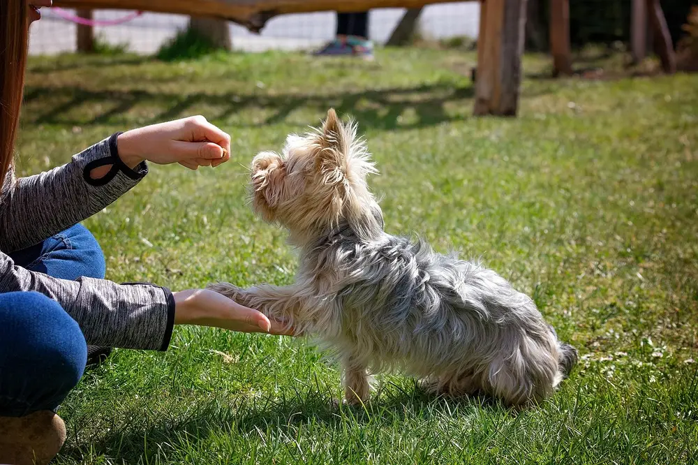 Köpek eğitimi temel komutlar ve davranış düzeltme