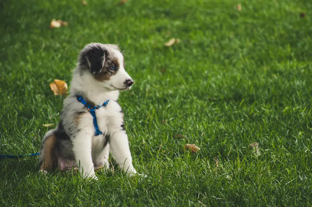 Köpek eğitimi temel komutlar