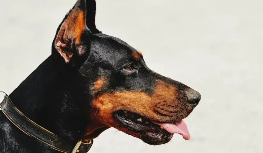 Doberman – Kökeni, Bakımı ve Özellikleri