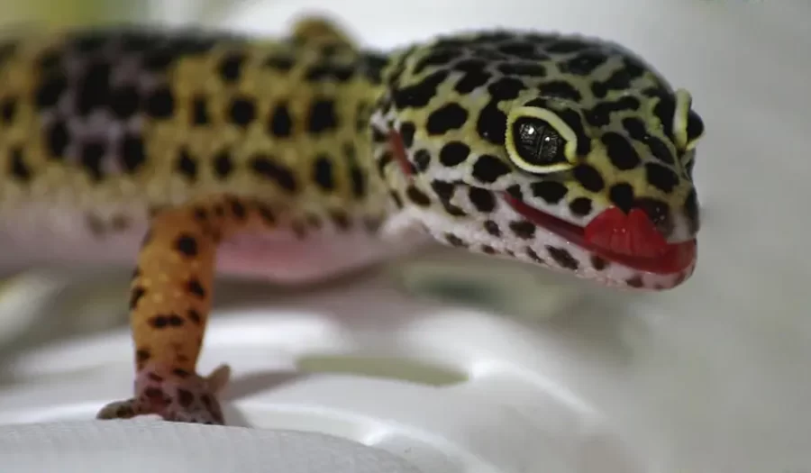 Geckolara Dair Her Şey! – Gecko Bakımı