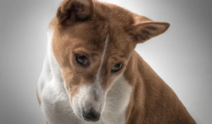 Havlamayan Köpek! Basenji Evde Beslenir Mi? Basenjinin Özellikleri