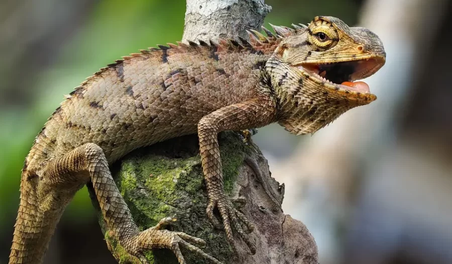 Iguana Evde Beslenir mi? Iguana Bakım Rehberi