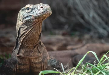 Kategori Resmi - Sürüngenler