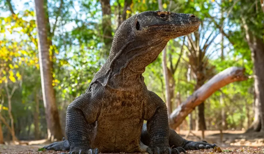 Komodo Ejderi: Dünyanın En Büyük Sürüngen Türü