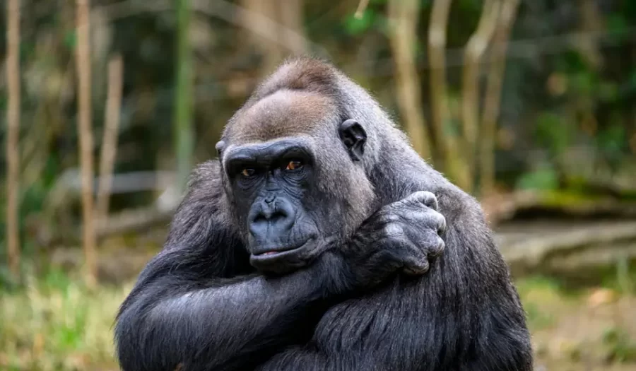 10 Maddede Gorillerin Yaşamı: Aile Bağları, Zeka ve Hayatta Kalma Stratejileri