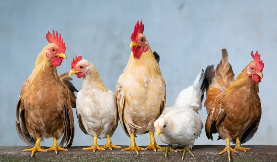 Tavuklar Hakkında Bilmediğiniz 10 İlginç Bilgi!