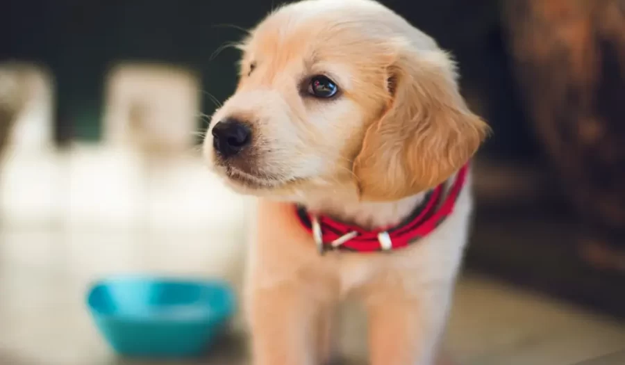 10 Maddede Yavru Köpek Bakımı ve Eğitim İpuçları